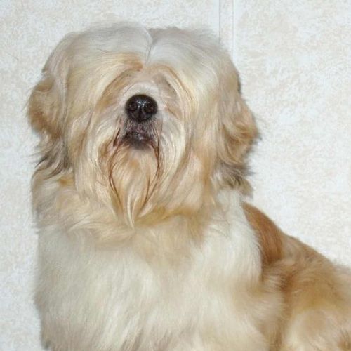 Lhasa Apso Countryside Kennels