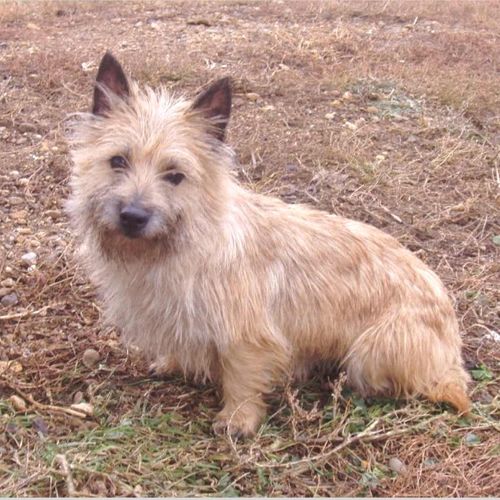 Cairn Terrier Countryside Kennels