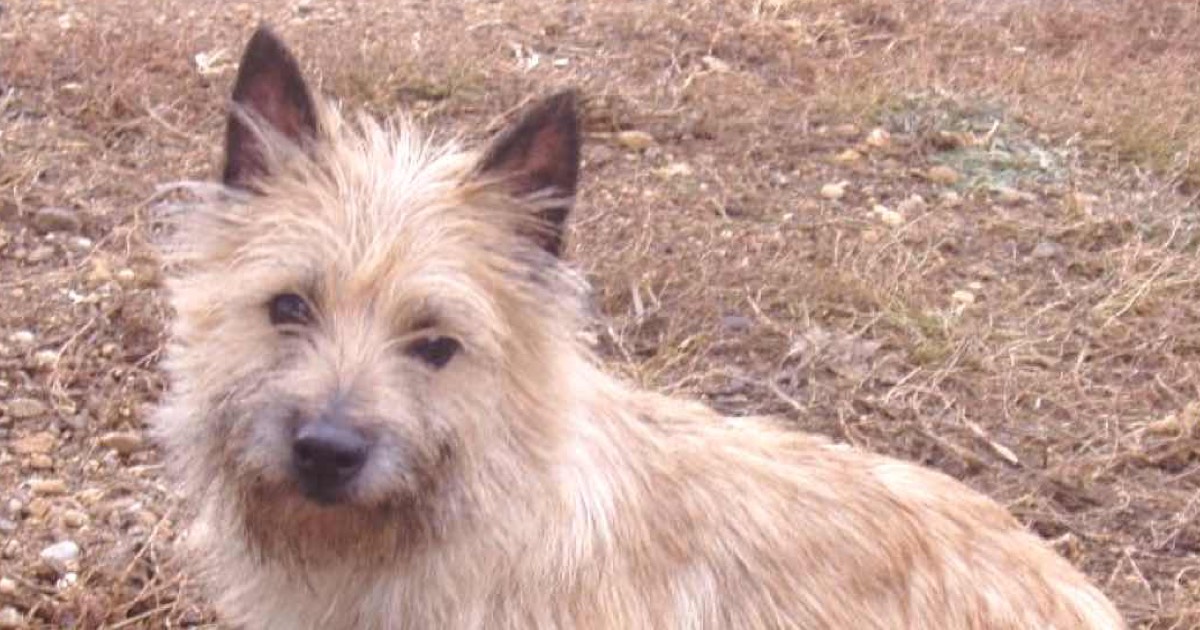 Cairn Terrier Countryside Kennels