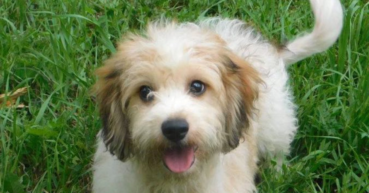 Cavachon Countryside Kennels