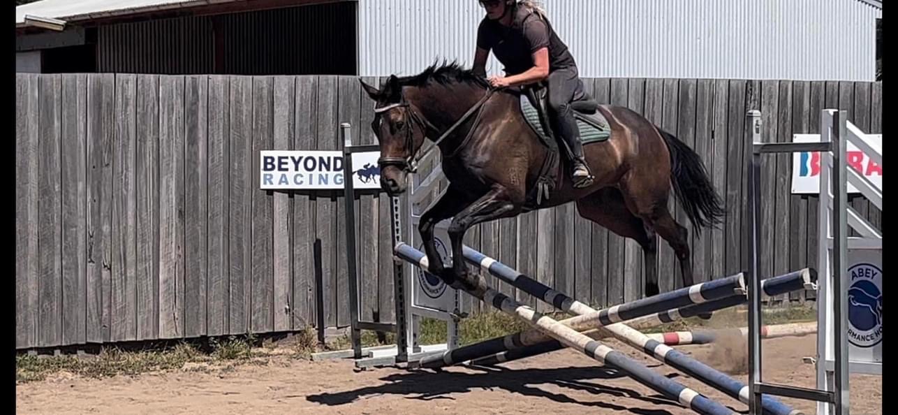 Charity Horses For Sale Off The Track Horses