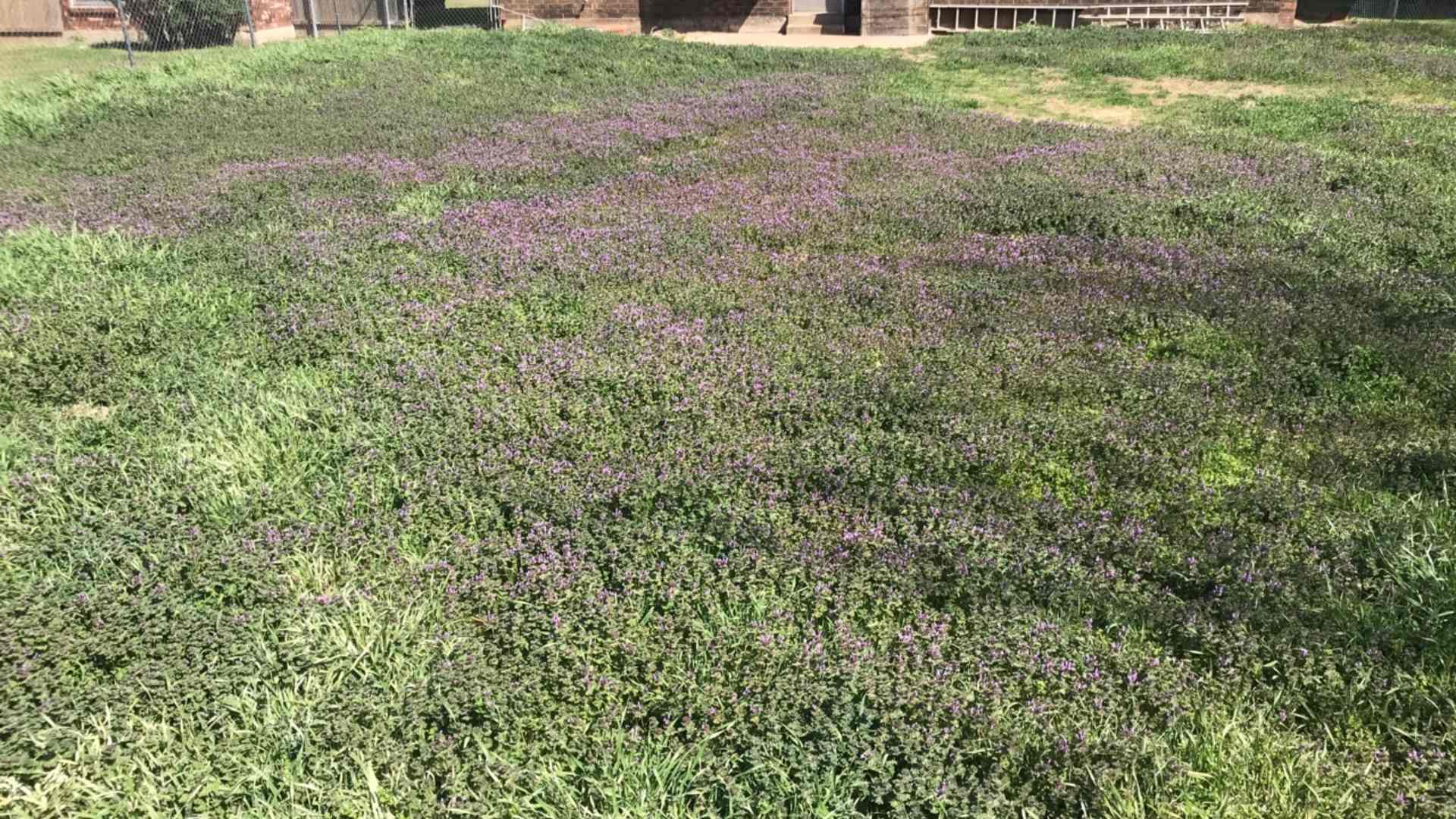 5 Common Weeds to Watch Out for in Oklahoma City, OK This Spring