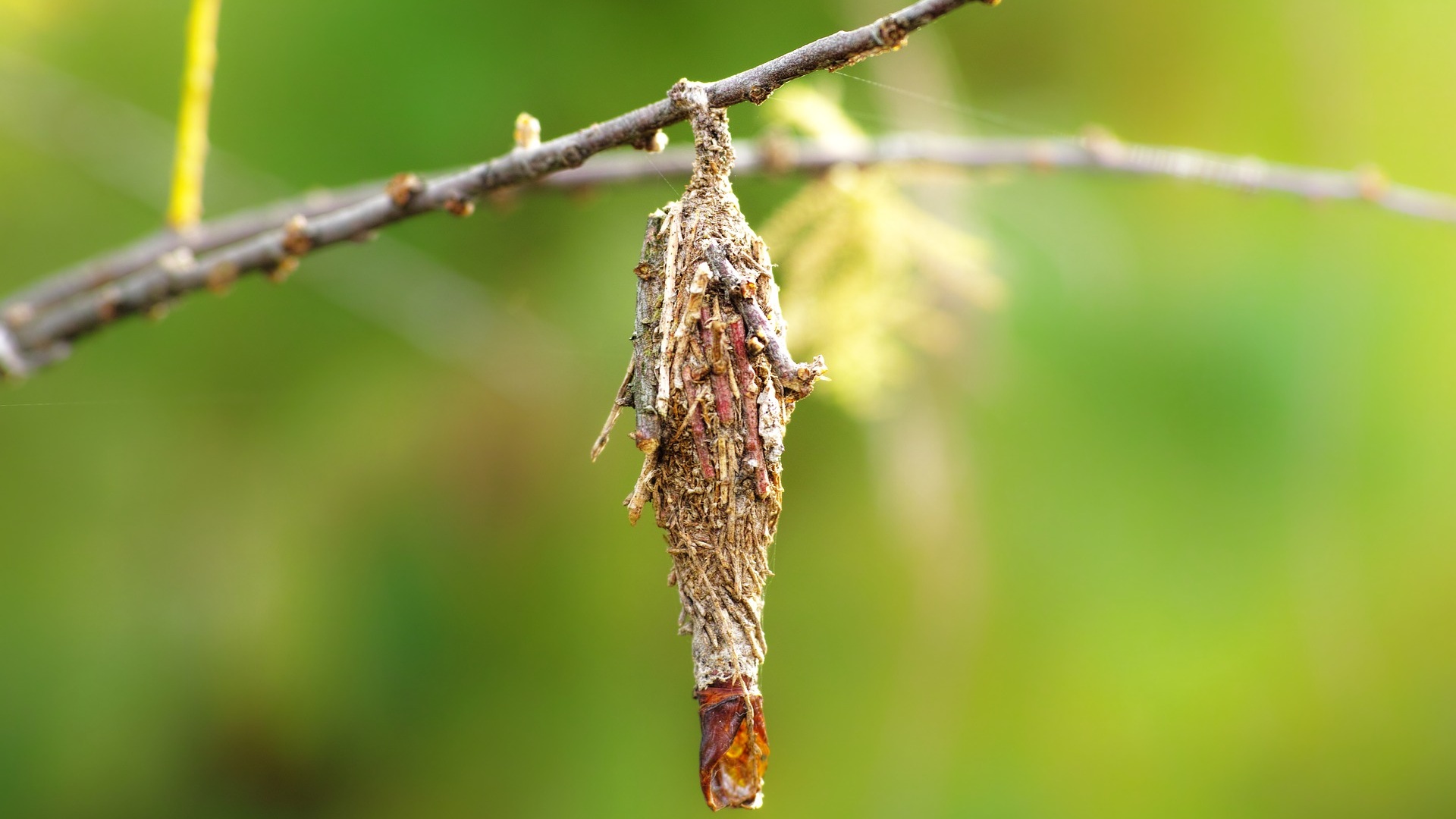 Bagworm Season Is here - Don't Let Your Trees Fall Victim to These Pests