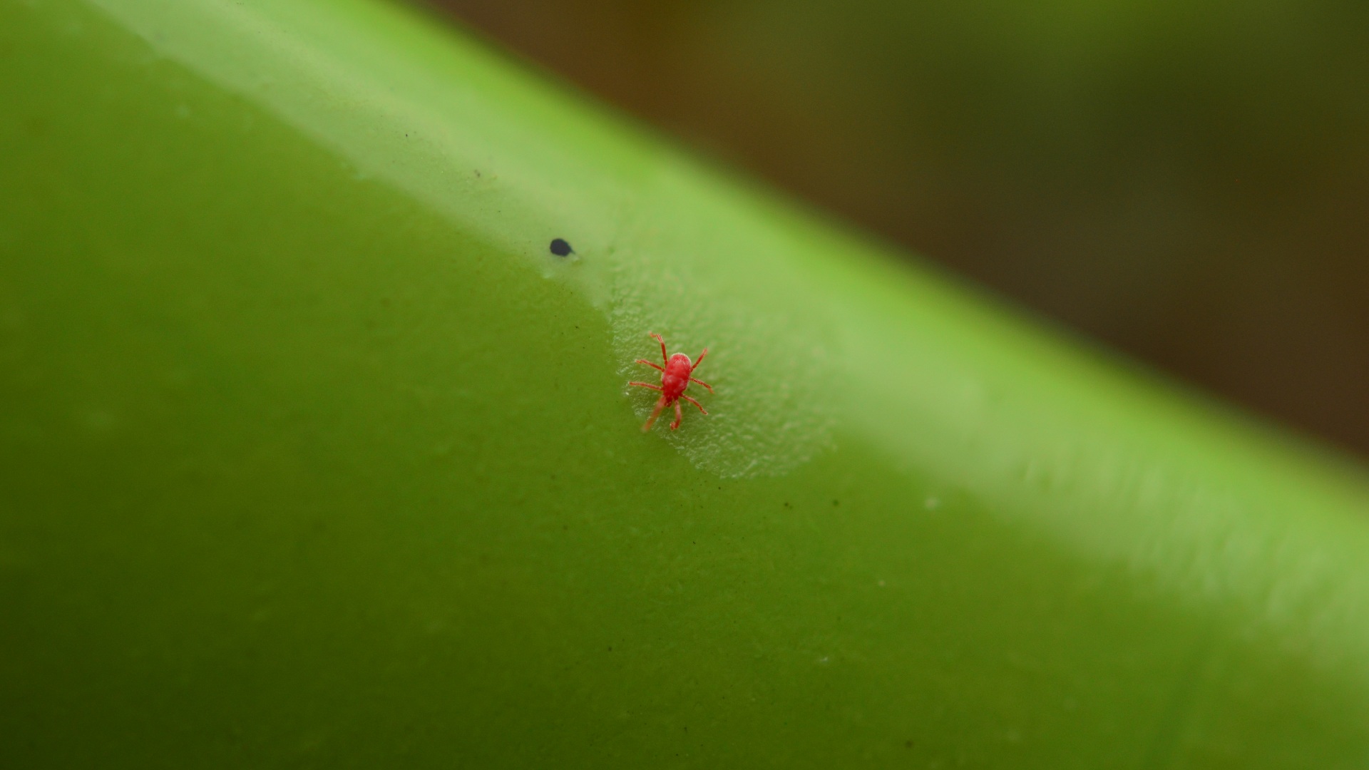 Chiggers Are a Big Problem Here in Oklahoma - Here's What You Should Know