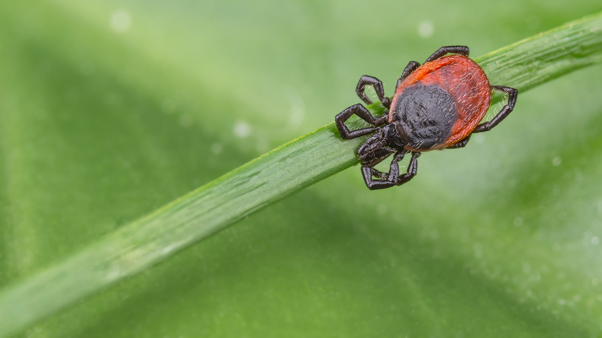 Chiggers, Fleas, & Ticks - Be on the Lookout for These Pests in Oklahoma