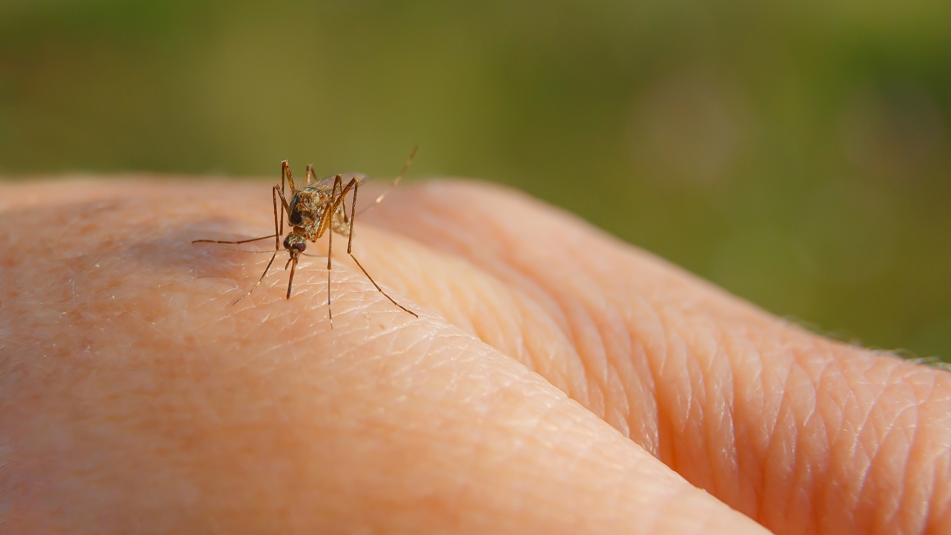 Don't Waste Your Time & Money on DIY Mosquito Control - Always Hire Pros