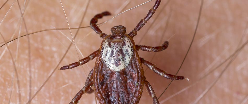 Fleas and Ticks