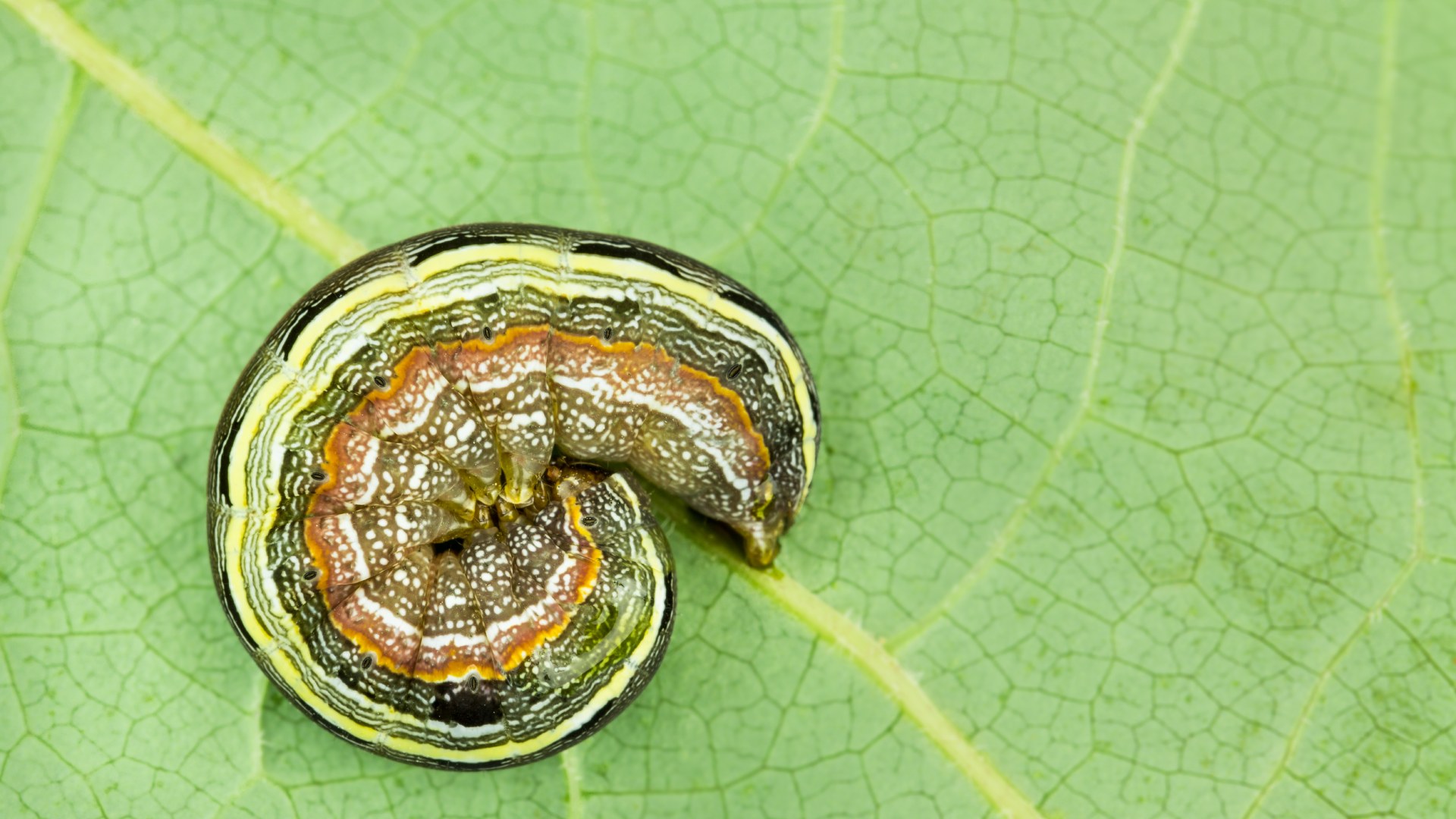 Here's What to Do if You See Armyworms on Your Lawn in Oklahoma