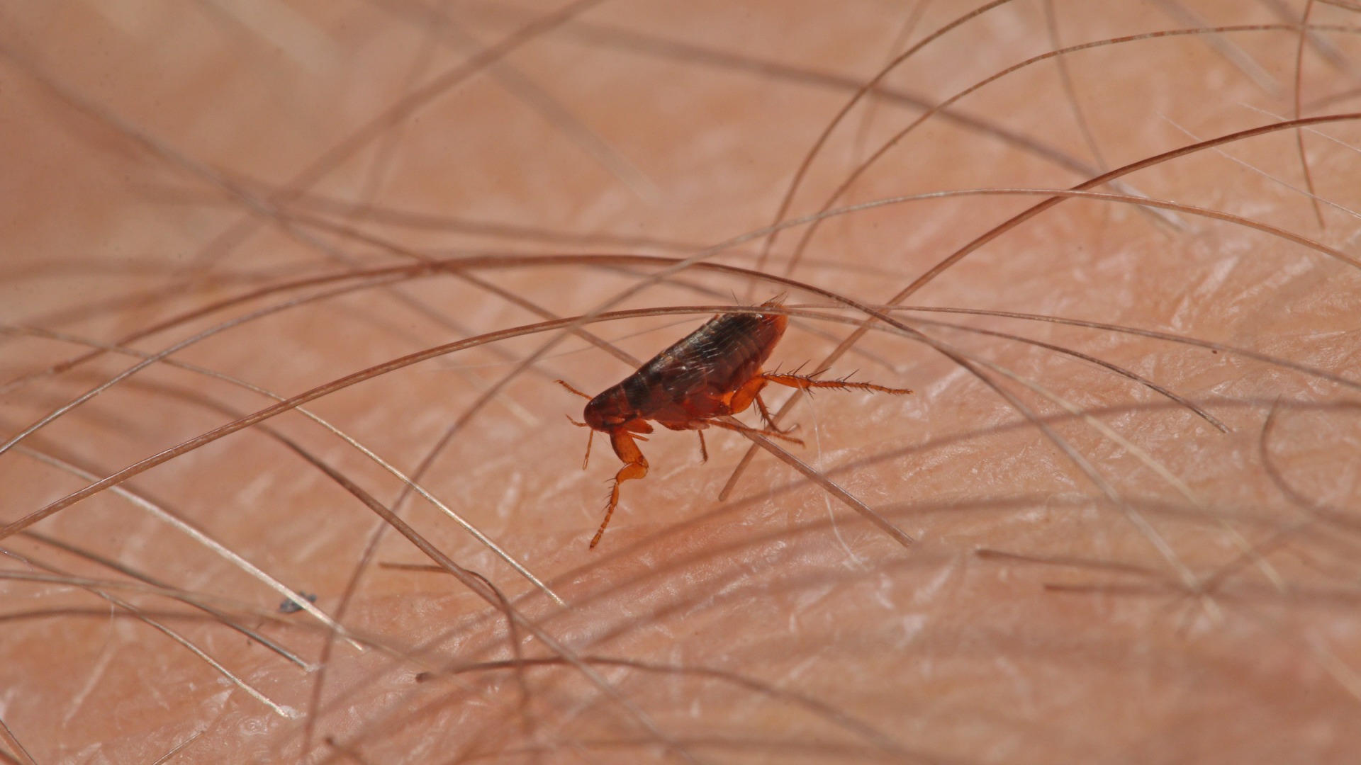 How Often Should You Be Treating Your Lawn for Fleas & Ticks in Oklahoma?