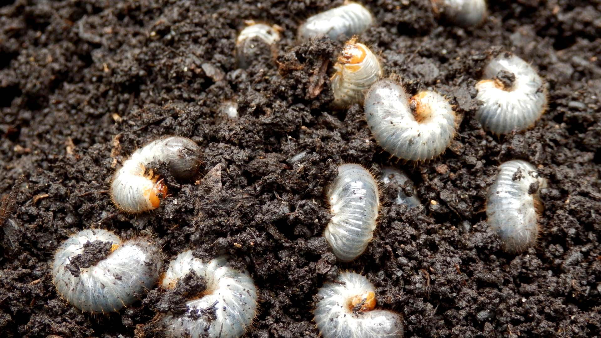 Skipped Preventative Grub Control? Here's How to Handle a Grub Infestation!