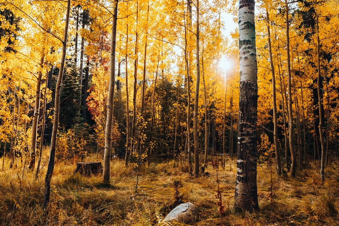 Lake Tahoe fall colors