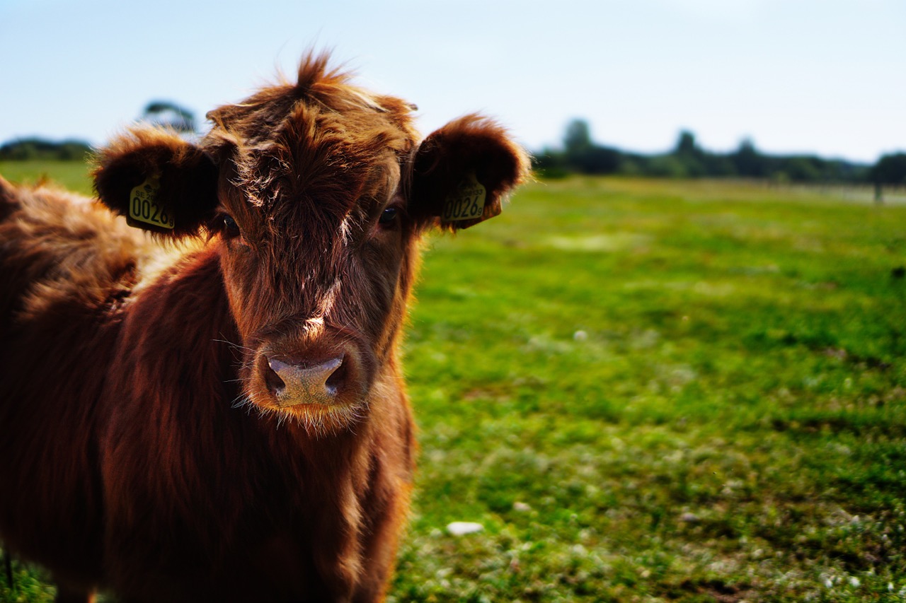 What is Cellular Agriculture & Why it Matters