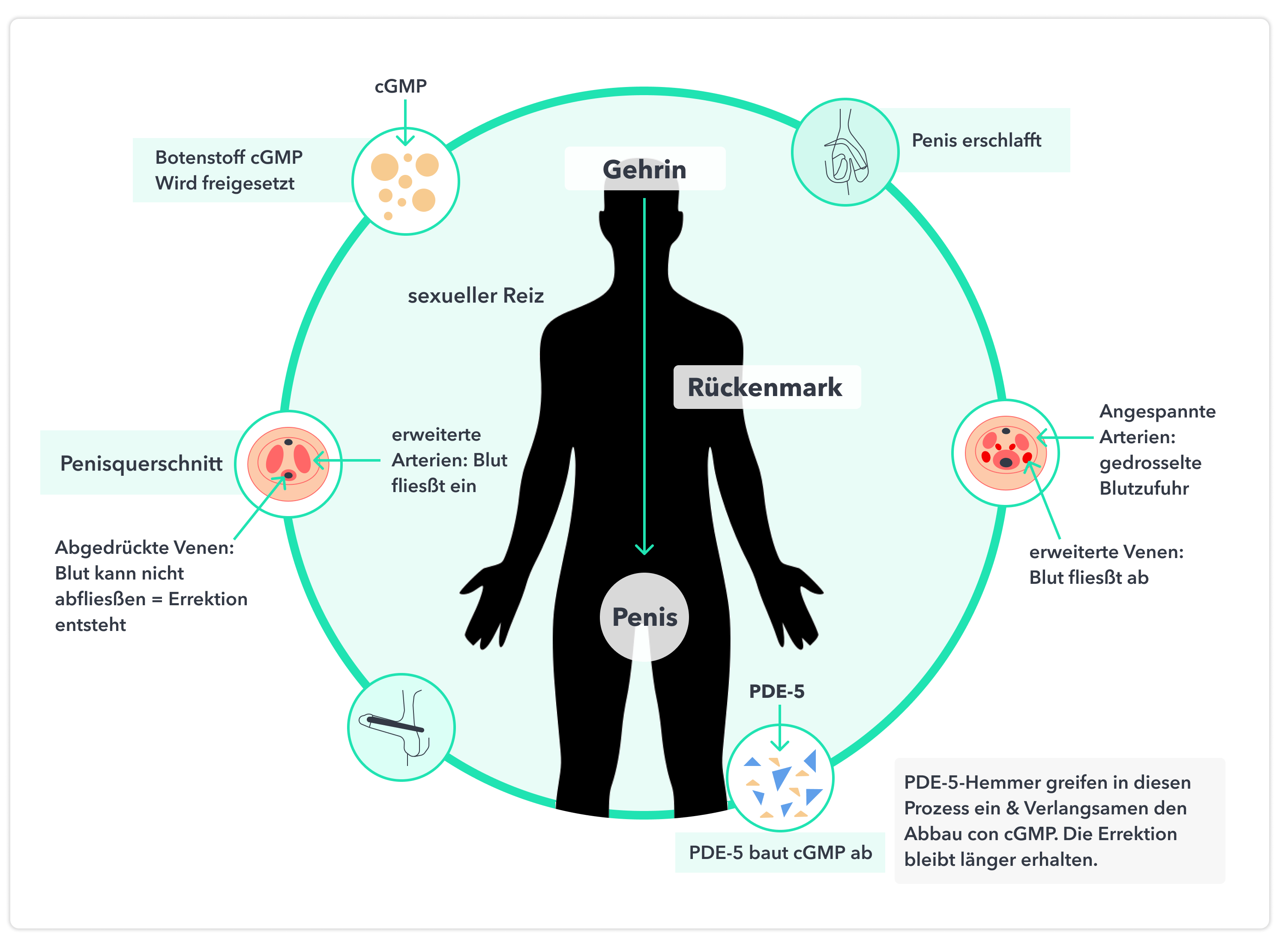 Cialis seriöse online apotheke