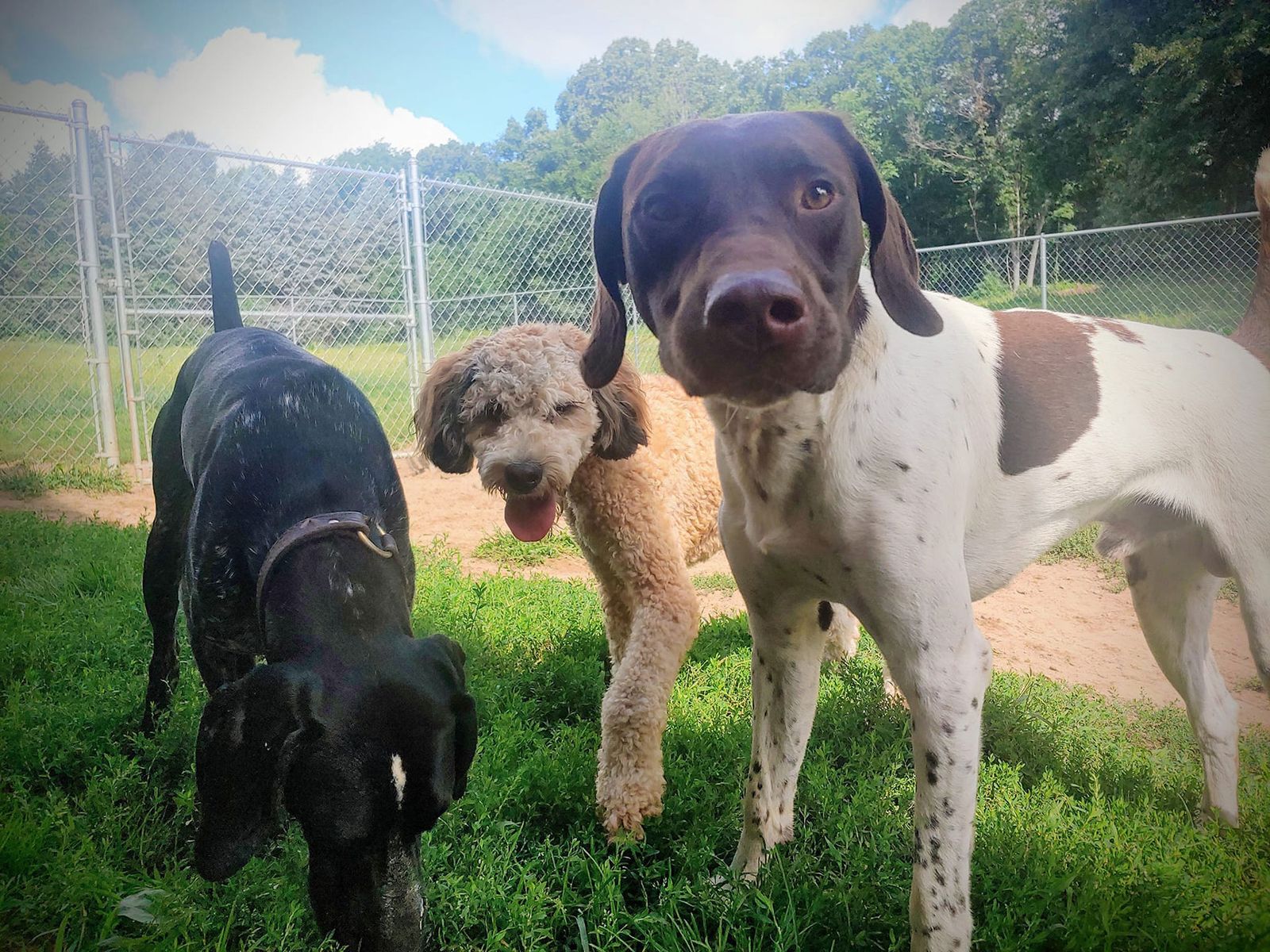 dog-boarding-goodrich-mi-ugly-dog-daycare-training