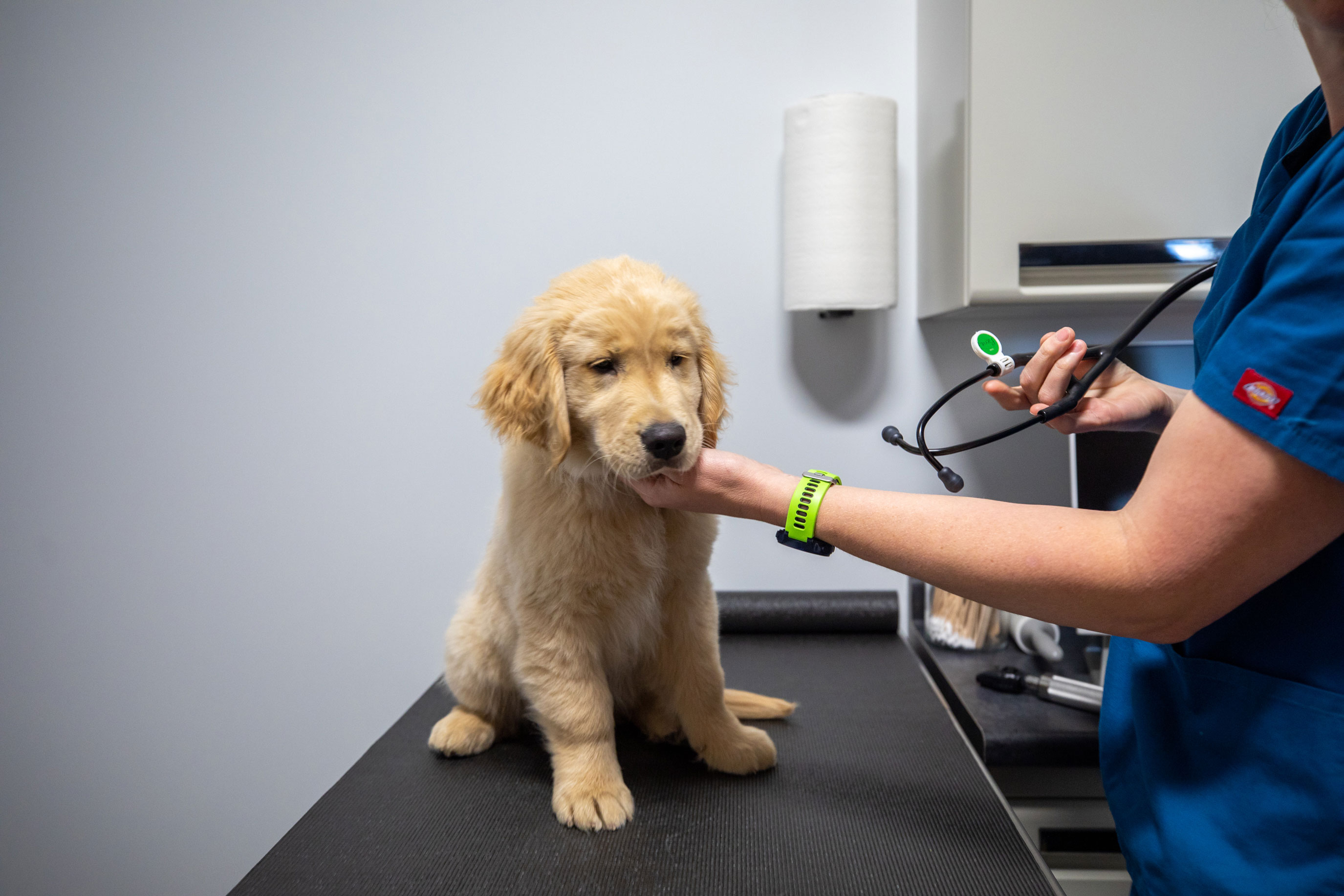 Veterinary Urgent Care Braintree 30 - 1rcqjvj