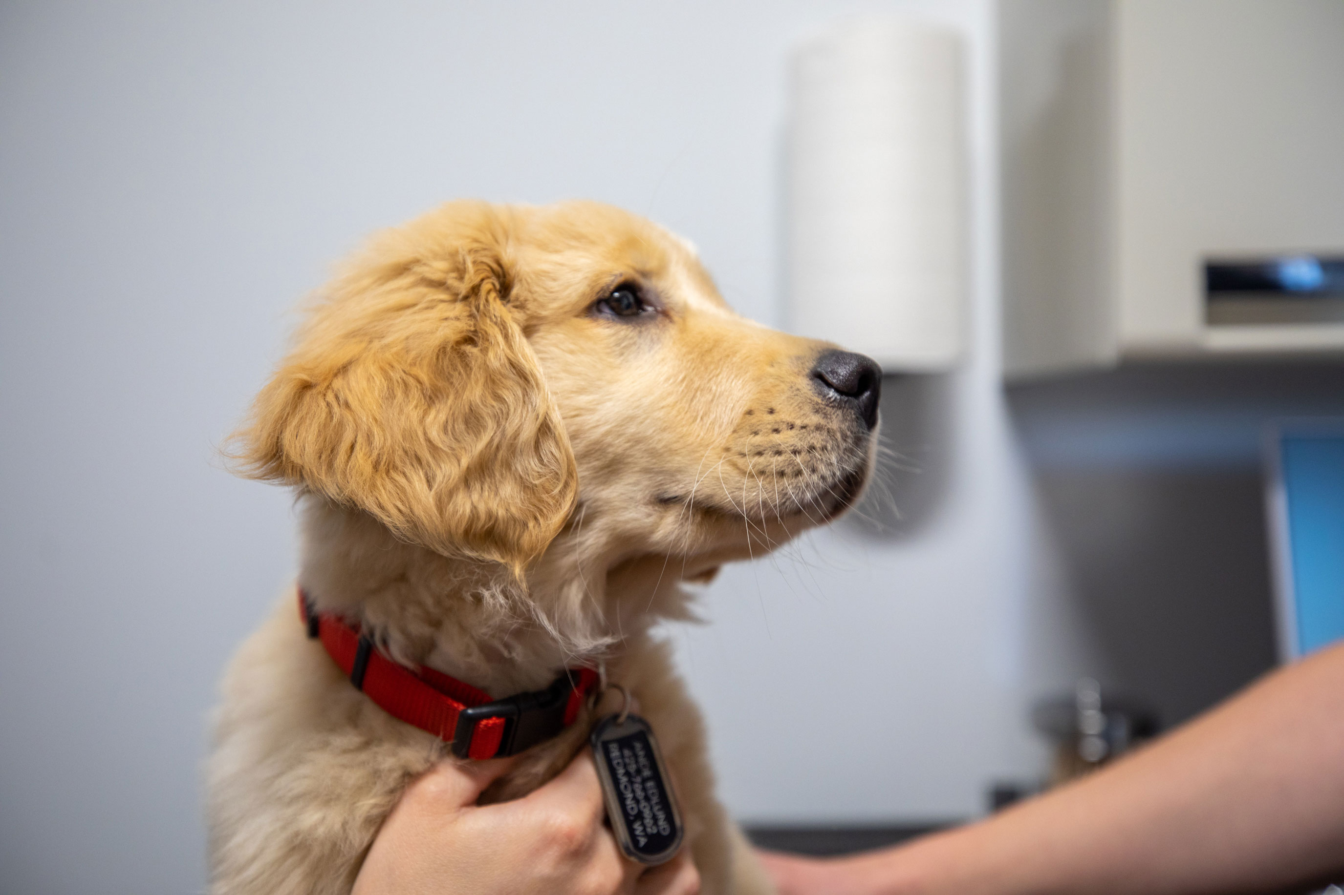 Allergy Testing Near You I L & L Animal Urgent Care