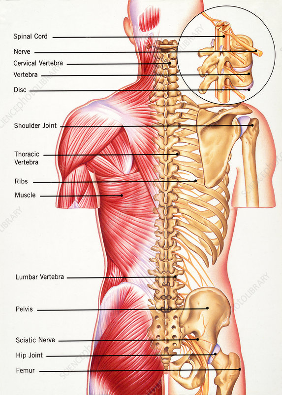 What are Different Types of Back Pain? | Inertia Physio