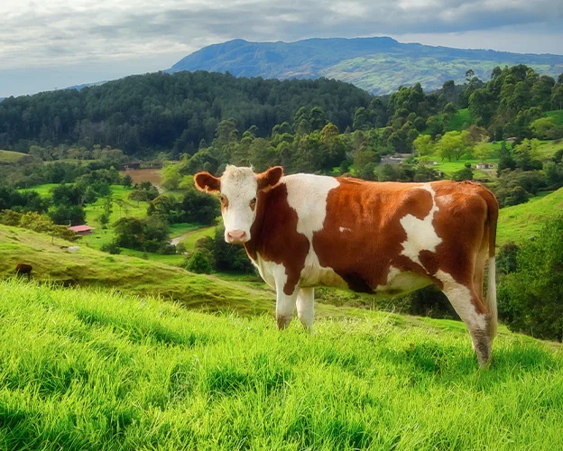 Brown and white cow stands on a green hill overlooking a lush valley