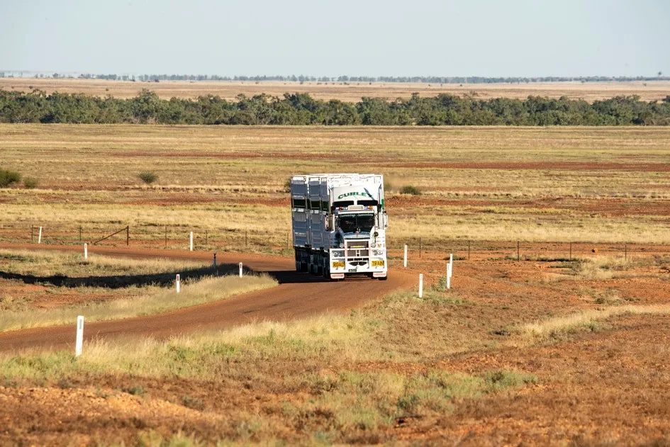 Cattle Transport Curley Cattle Transport Queensland