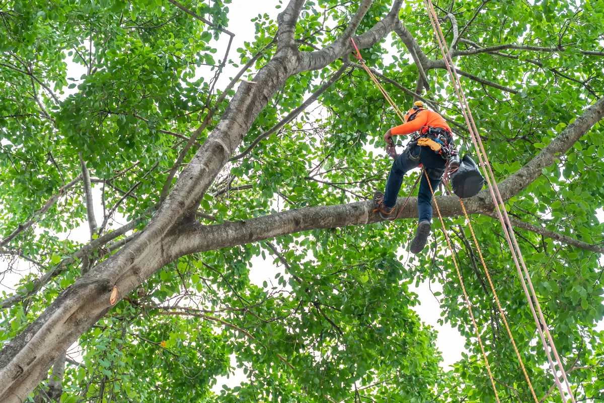 Tree Removal Services in Wichita, KS 316 Tree