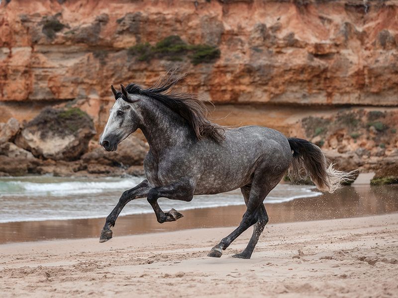 IRAP and PRP Therapy Southern Crescent Equine Services in Newnan, GA