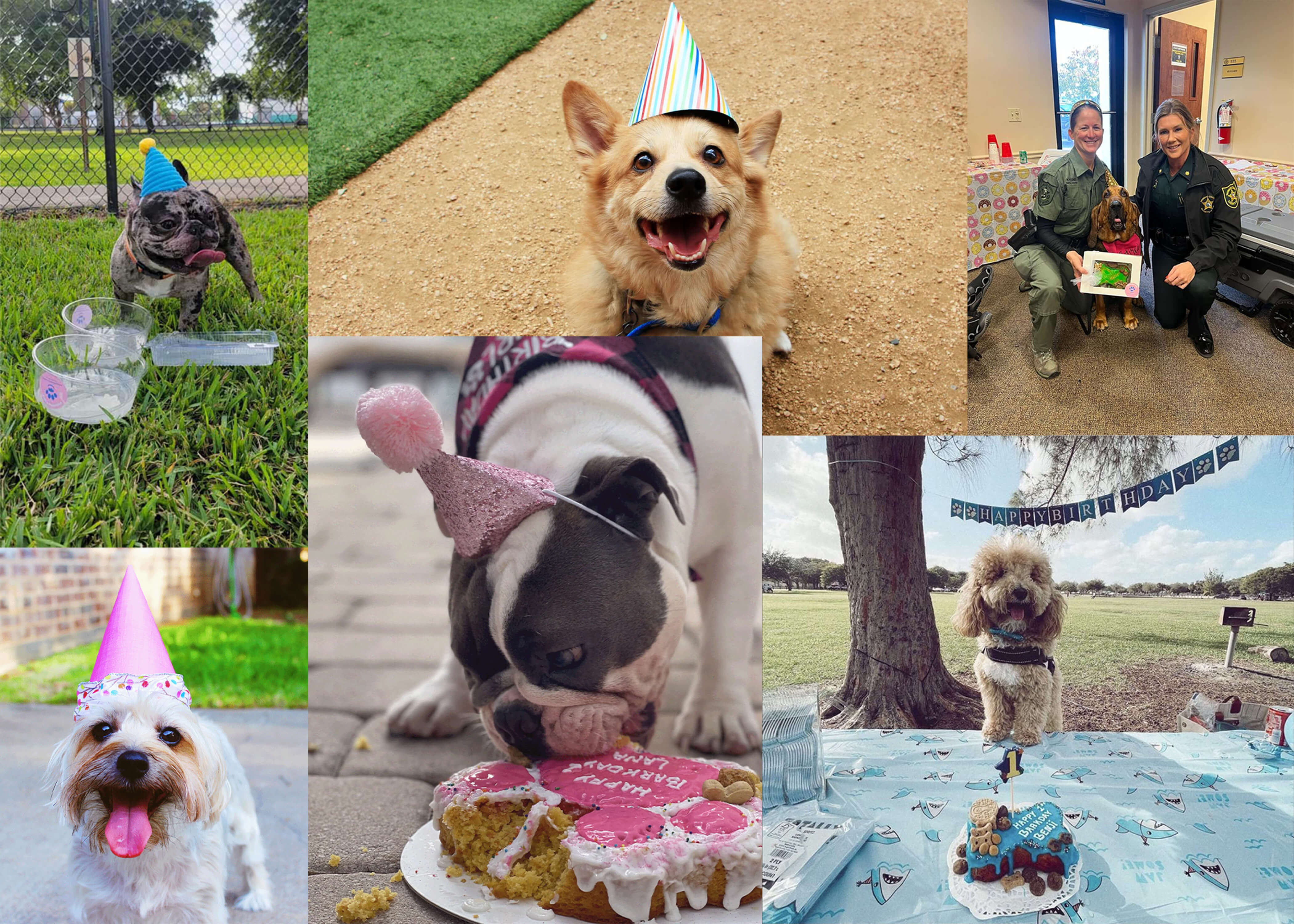 pawsome cakes collage