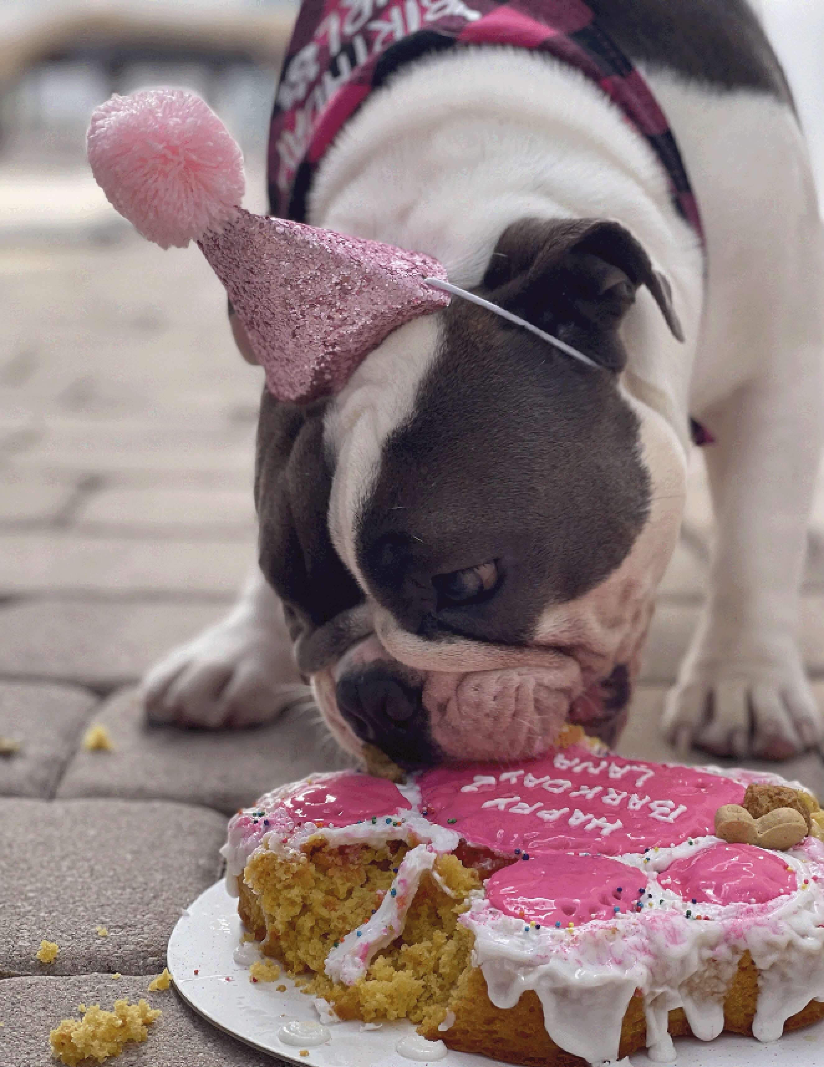 dog eating birthday cake with hat on