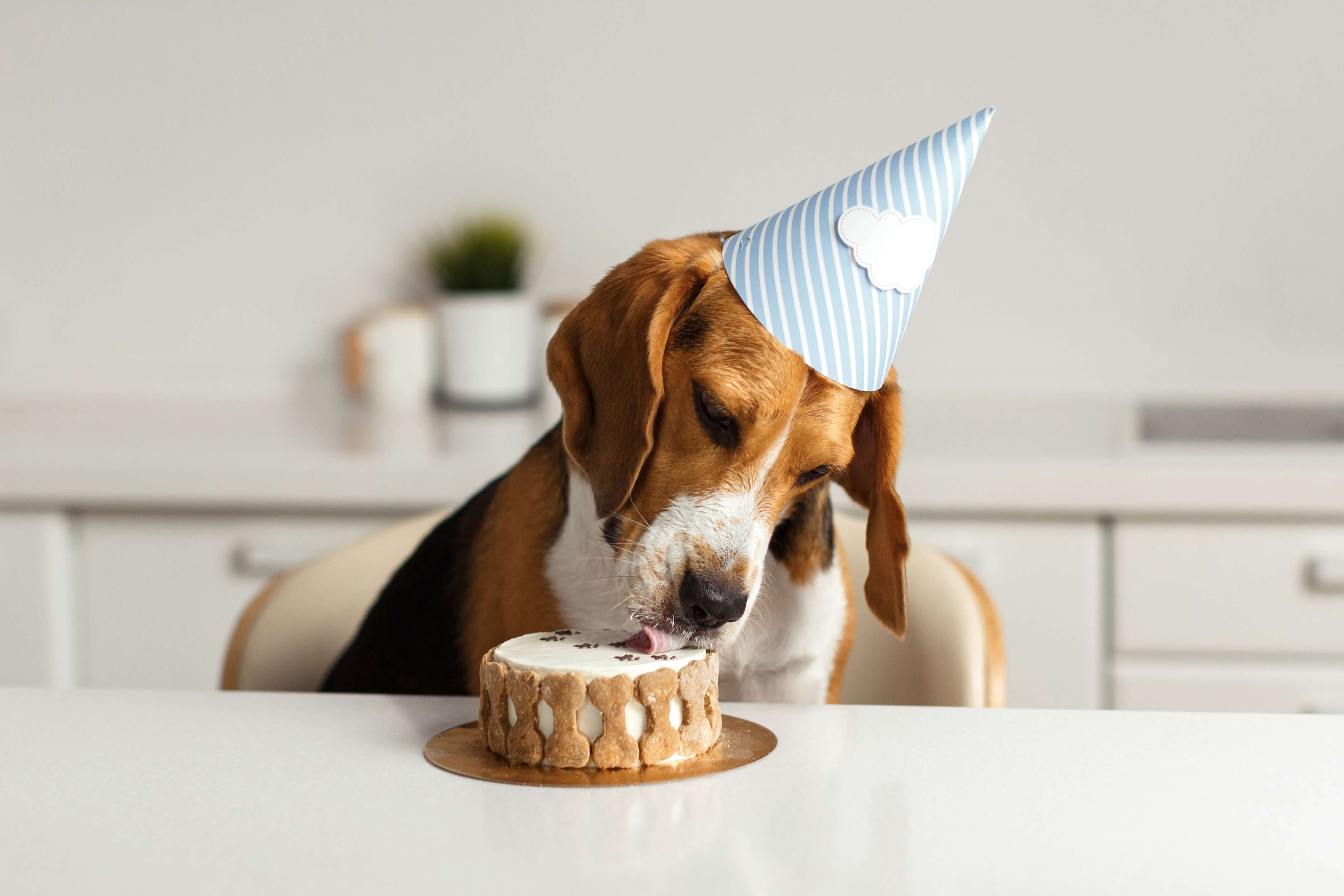 dog eating birthday cake with hat on