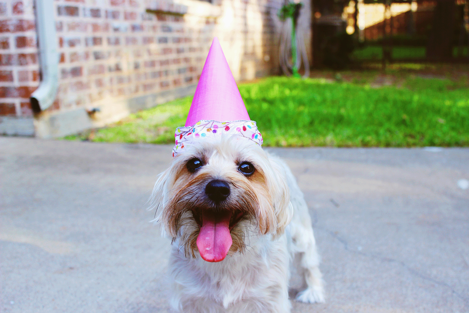 happy dog with party hat on