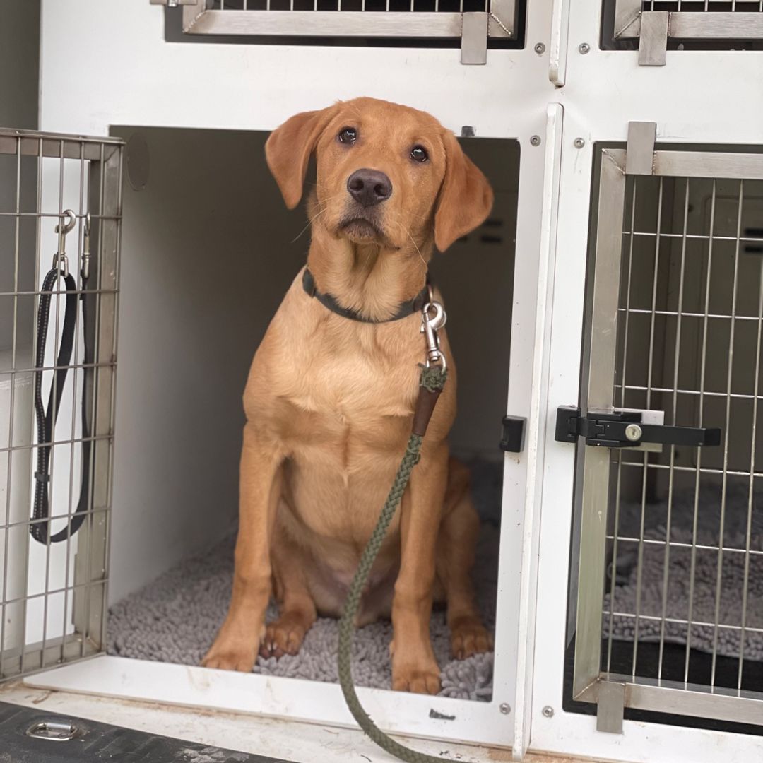 Binky's Dog Training - Bath Dog Training & Bath Dog Walking