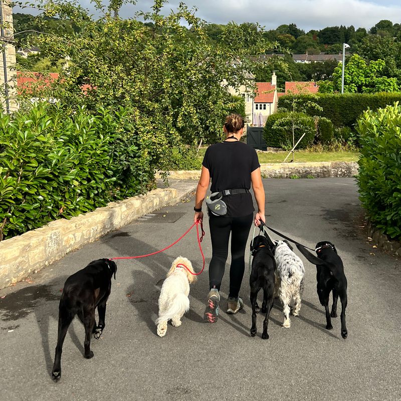 Binky's Dog Training - Bath Dog Training & Bath Dog Walking