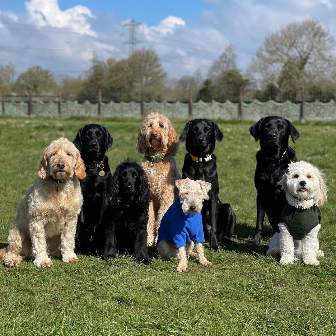 Binky's Dog Training - Bath Dog Training & Bath Dog Walking
