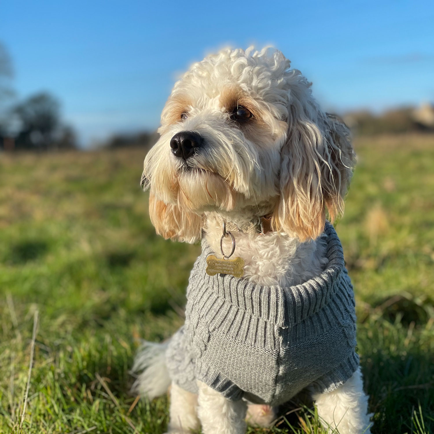 Binky's Dog Training - Bath Dog Training & Bath Dog Walking