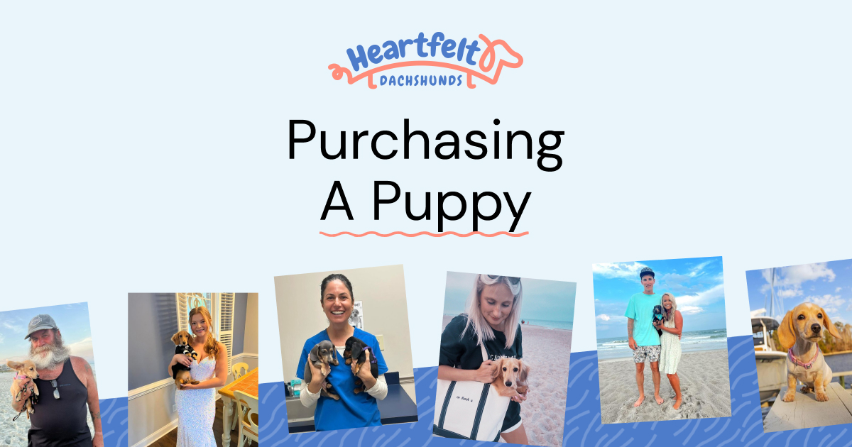 Purchasing a Puppy Heartfelt Dachshunds